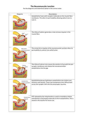 Neuromuscular Junction | Teaching Resources