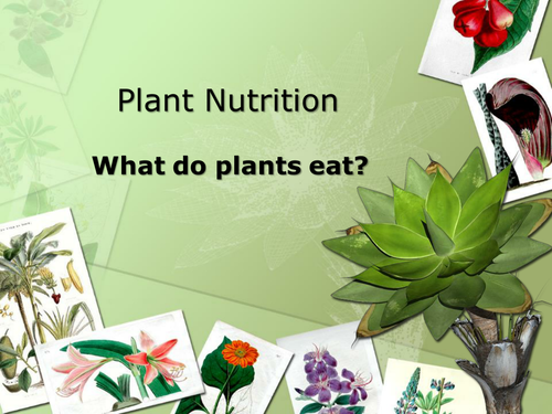 Soil Nutrients / Plant Nutrition Powerpoint