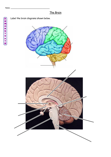 Sheep Brain Dissection Worksheet