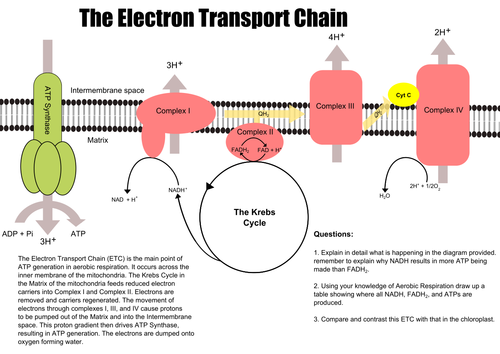 The Electron Transport Chain