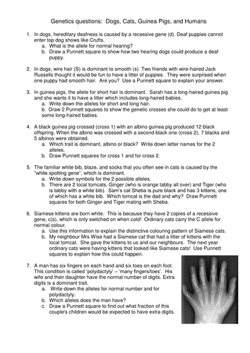 Genetics Of Dogs Cats Guinea Pigs And Humans By Jestill