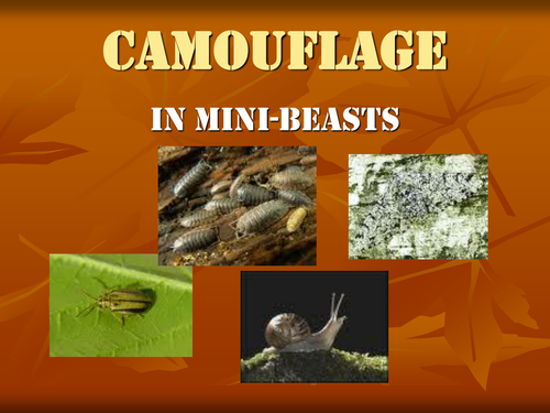 Camouflage in the Garden