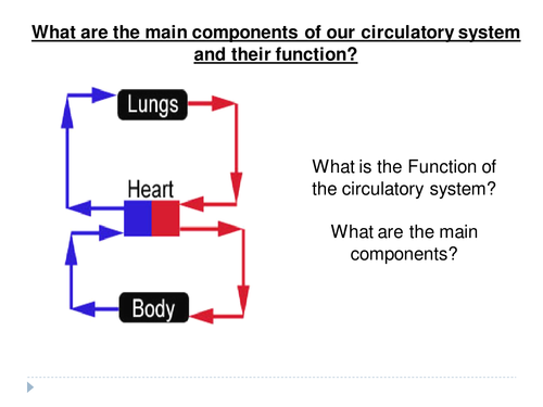 Blood vessels and the circulatory system