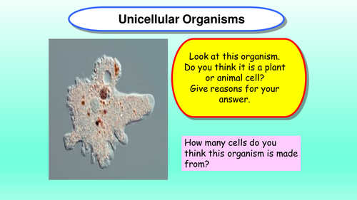 Unicellular organisms