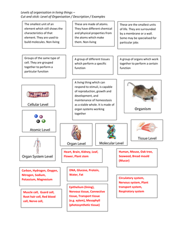 Levels of organisation