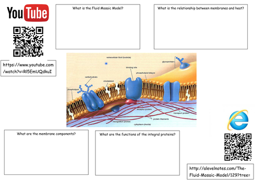 AQA AS Biology Plasma Membrane Fluid Mosaic Model