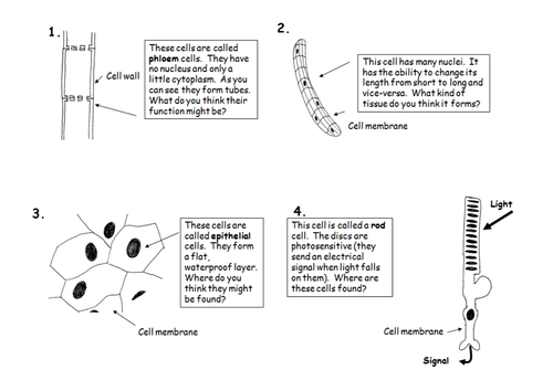 Specialised Cells