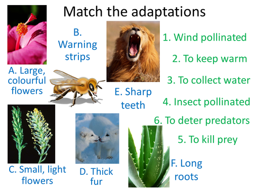 Adaptations | Teaching Resources