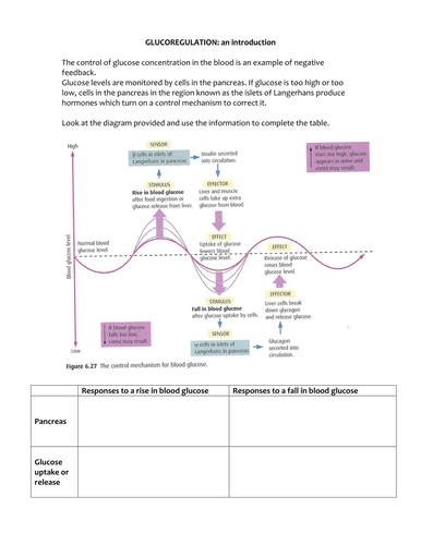 Homeostasis - blood sugar regulation | Teaching Resources