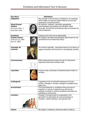 evolution animal worksheet 6 by Evolution and inheritance glossary year ksb