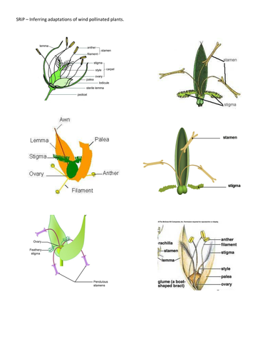 Sexual Reproduction in Plants