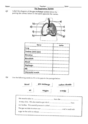 ks3 the respiratory system teaching resources