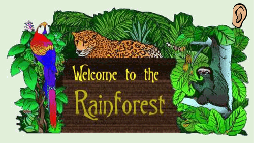 Interactive rainforest museum WJEC B