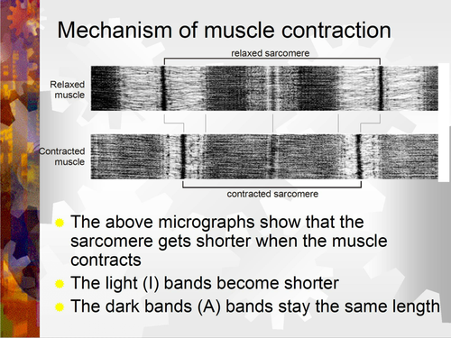 Skeletal muscle contraction