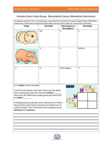 Worksheets Monohybrid Crosses Worksheet monohybrids and the punnett square guinea pigs by amoebasisters preview resource