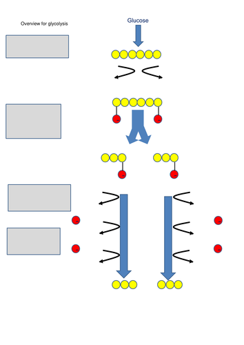 Glycolysis and fermentation