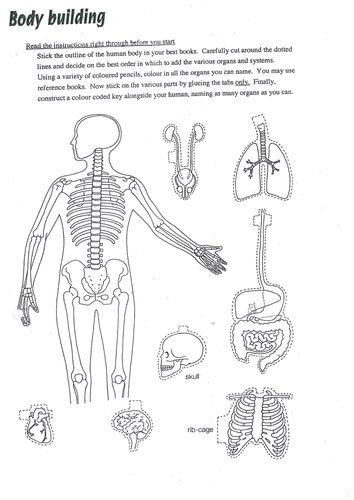 Organs Cut And Stick Worksheet Teaching Resources