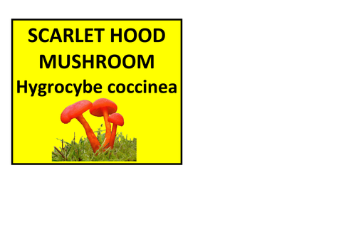 Wow Board Classification Display