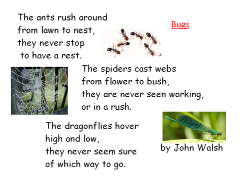 Bug Poems | Teaching Resources