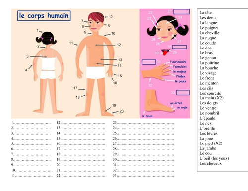 Le Corps Humain