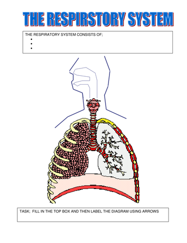 Respiratory System | Teaching Resources