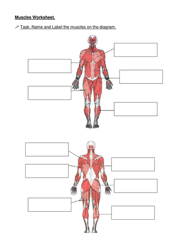 Muscles - name the muscle | Teaching Resources