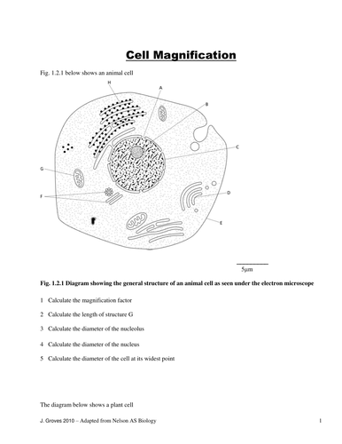 Calculation of cell magnification (OCR AS) by elevateeducation.co.uk