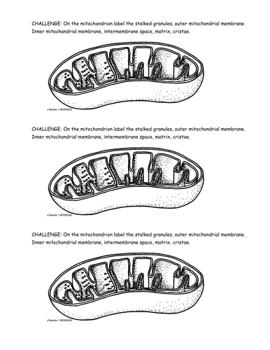 Structure of mitochondrion