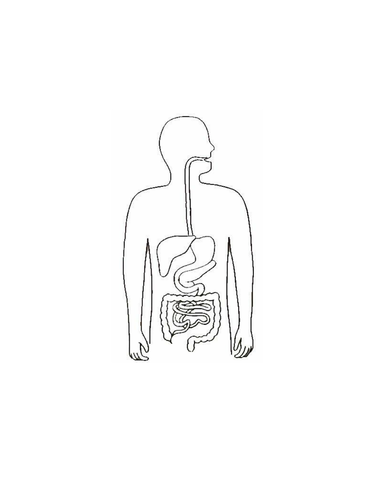 blank-digestive-system-teaching-resources