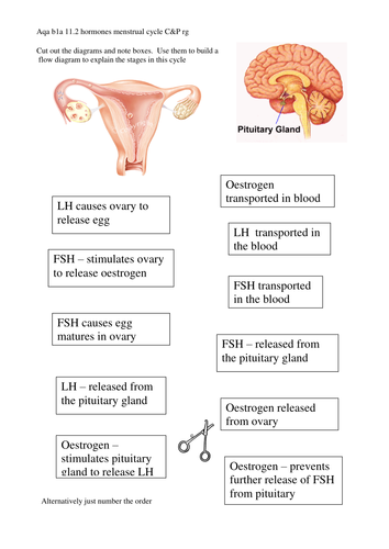 control of menstrual cycle | Teaching Resources