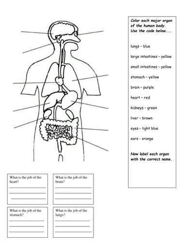 Human Internal Organs by andy7painter - Teaching Resources - TES