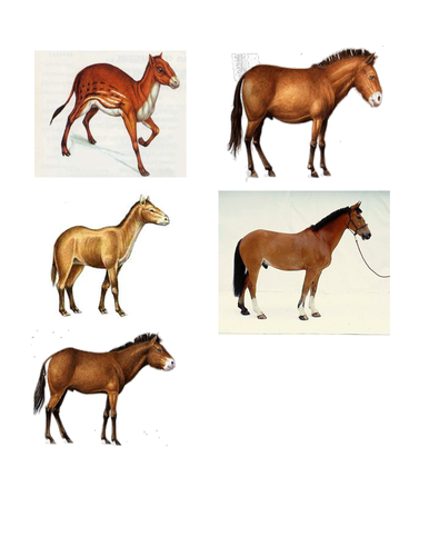 evolution horse card sort