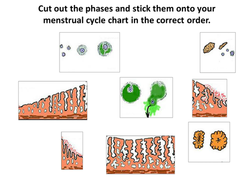 Menstrual Cycle Resource Teaching Resources