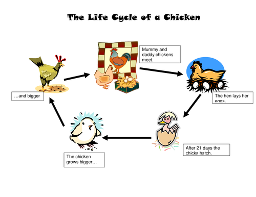 The Life Cycle Of A Chicken Teaching Resources