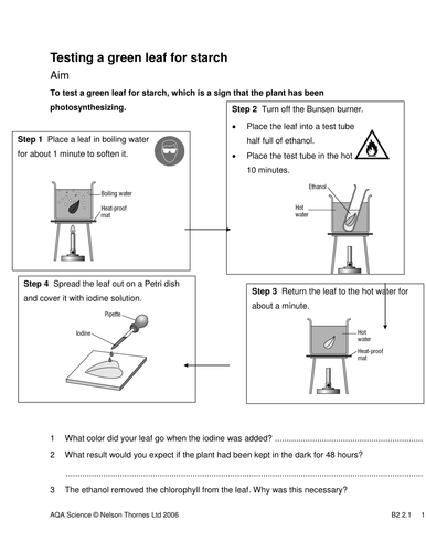 Testing for starch in a leaf