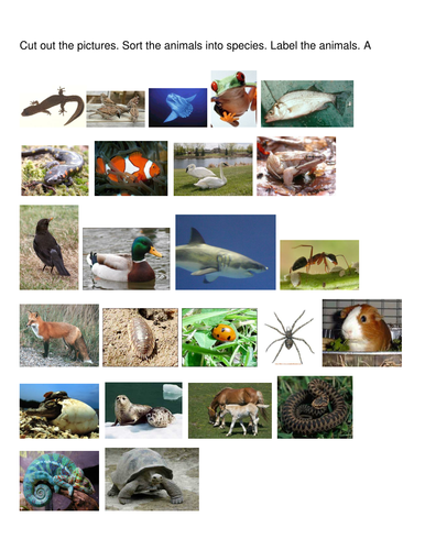 Sort animal groups