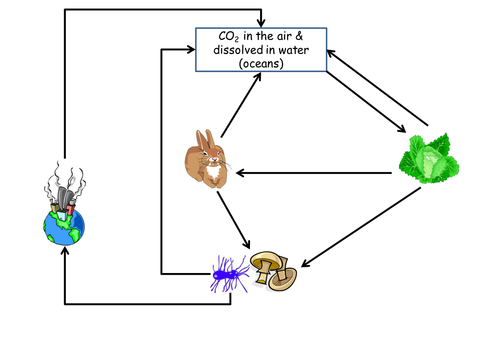 The carbon cycle