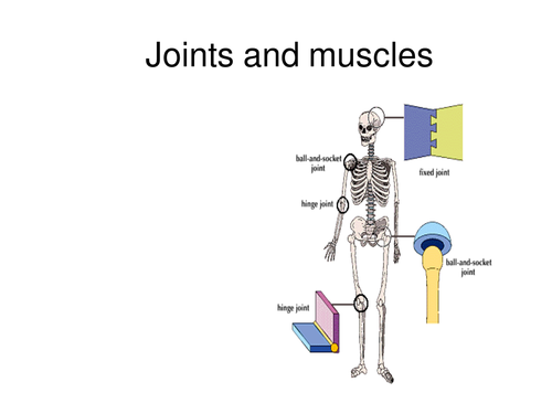 Joints and muscles