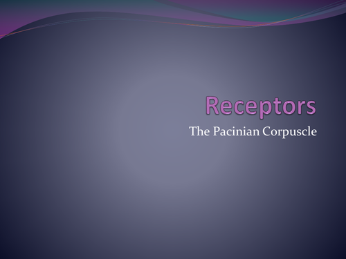 Receptors - the Pacinian corpuscle