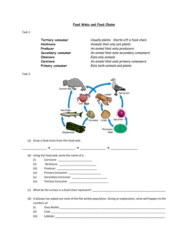 Food Webs And Food Chains Worksheet Teaching Resources