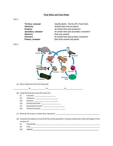 Food Webs and Food Chains Worksheet