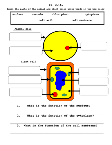 Interactive cells quiz