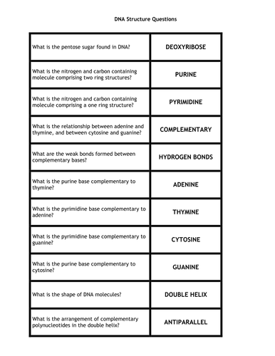 DNA structure questions