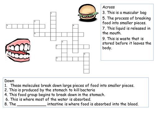 The digestive system crossword