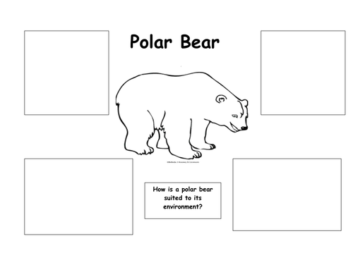 Polar bear - suited to its environment | Teaching Resources