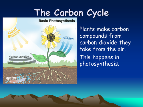 Carbon cycle