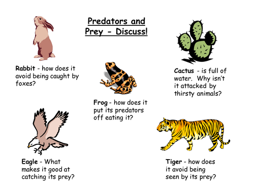 list some examples of predator-prey relationships