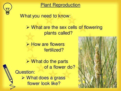 Reproduction in Plants | Teaching Resources