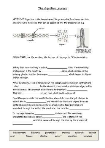 The digestive process