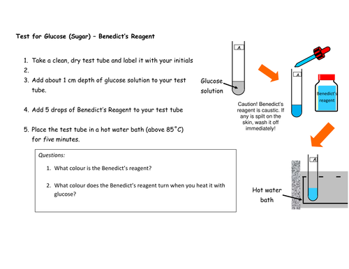 Carbohydrates and Fats Tests